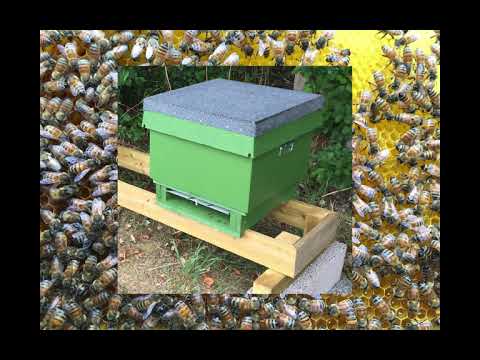 Bibudget första året