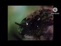Gordon Waffle Mr Blik Reaction Of Wormy