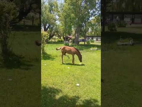 Caballos pastando en Loncopué, Neuquen. #caballos #Argentina