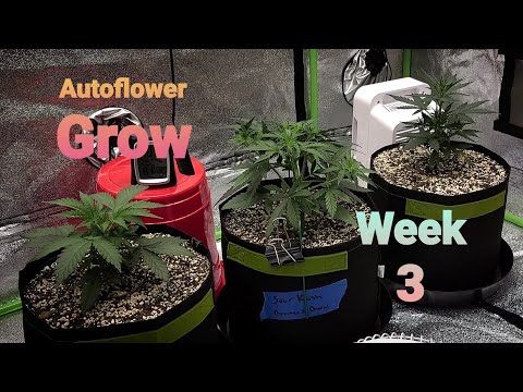 Autoflower Grow Journal week 3. Quick update. Organic soil. Perpetual Autoflower Grow.