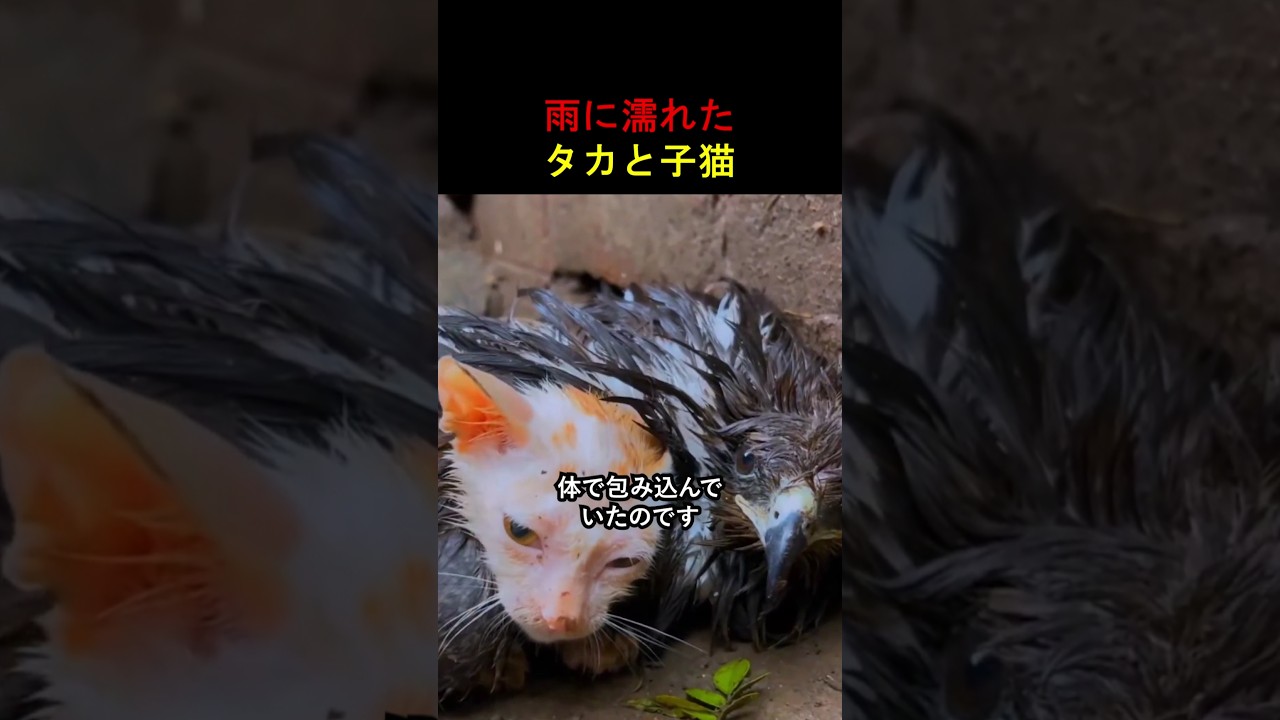 雨に濡れたタカと子猫