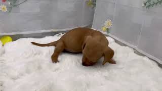 ミニチュアダックス（スムース）の動画01