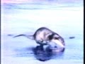 Classic Sesame Street Film It S An Otter