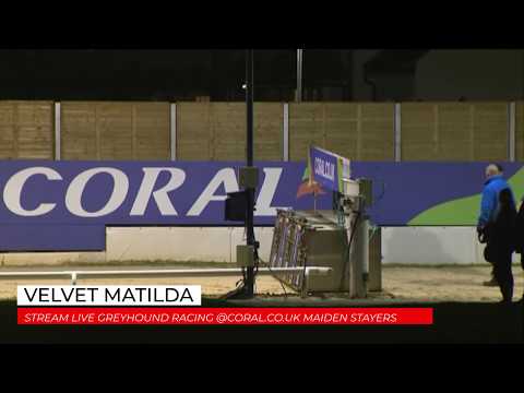 Velvet Matilda - STREAM LIVE GREYHOUND RACING @CORAL.CO.UK MAIDEN STAYERS