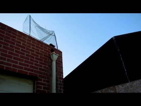 10 11 20 Chester climbing the fence