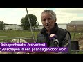 Wolf doodt tientallen schapen van boer Jos: 'Ik kan daar geen vrede mee hebben'