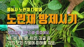 텃밭농사 콩노린재 방제 시기 노린재약 뿌리기 서리태콩 팥 벼 사과 배 감귤 등에 피해를 줘요