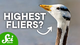 The Most Extreme Complex Life in the World