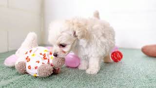 ハーフ犬の動画01