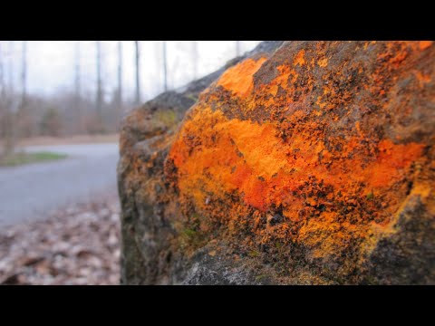 Grenzfläche | AUREA | Alena Leja - Gesang, Ilja Sibbor - Didgeridoo