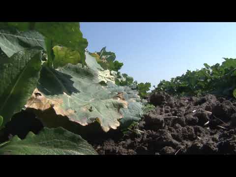 Reč struke ep. 113 21.09.2017. NAJAVA