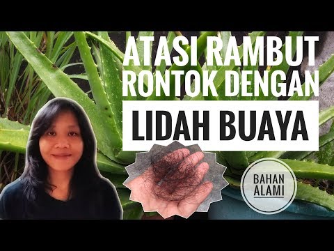 download lagu mp3 mp4 Tips Mengatasi Rambut Rontok Dengan Lidah Buaya, download lagu Tips Mengatasi Rambut Rontok Dengan Lidah Buaya gratis, unduh video klip Tips Mengatasi Rambut Rontok Dengan Lidah Buaya