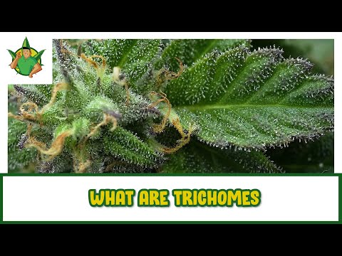 Filipino Cannabis Guy - What are Trichomes?