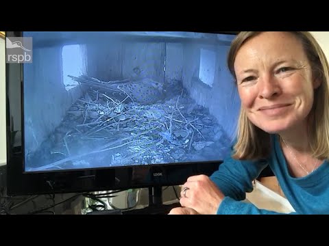 Miranda's kestrel diaries