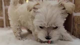 ハーフ犬の動画01