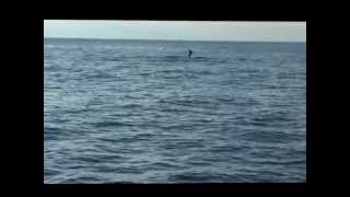 preview picture of video 'Delfini al largo di Cittadella del Capo   di Nello Cretella'