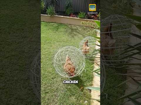 Why raise chickens in tunnels? #chicken #chinesefarms #shorts