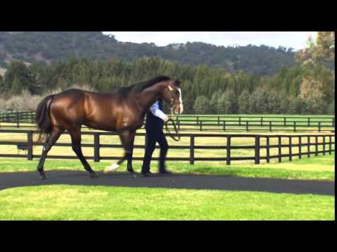 Vinery Stud Open Day 2014