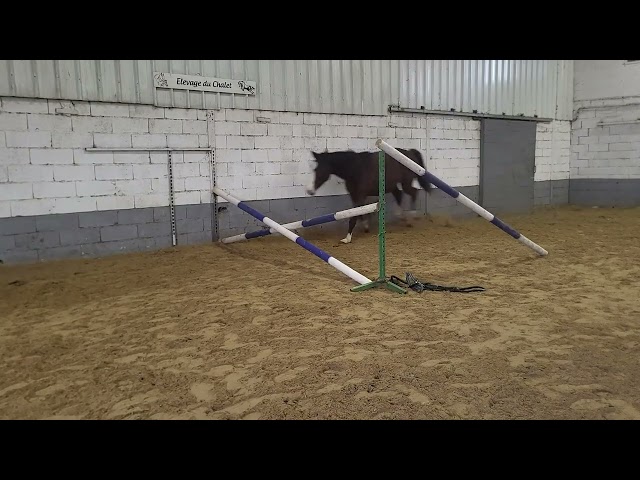 vend pouliche qui prend 3ans 