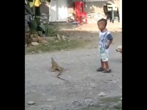 , title : 'menino leva chicotada de iguana'