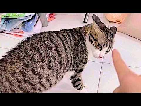 Funny Cat Videos 2024 😸 Cats Funny Videos − Funny Cats