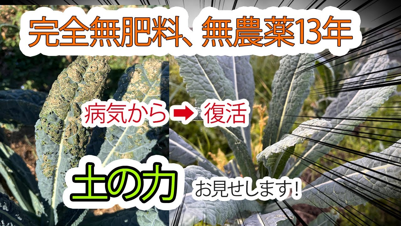 自然栽培13年目の畑に見る野菜の回復力と土の変化