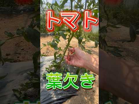 病気 トマト 黒い茎 どうすればよい キノコが茎の植物を攻撃する