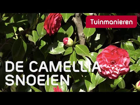 , title : 'De Japanse roos of Camellia snoeien: hoe doe je dat? | Tuinmanieren'