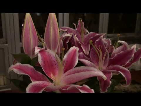 TRIUNFO MAIOR - FLOR DE JAGUBE - LÚCIO MORTIMER - 37