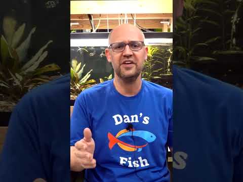 BEST tip for feeding aquarium fish!