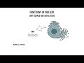 The Nucleus of the Cell