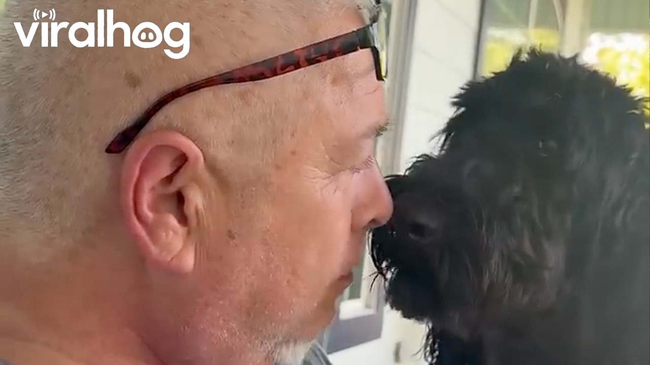 Teaching Maverick "Nose to Nose" with No Licking || ViralHog