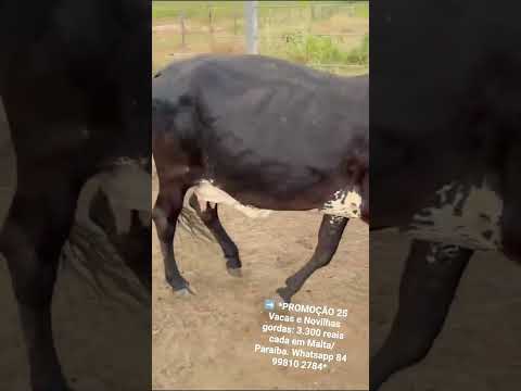 ➡️25 Vacas e Novilhas gordas: 3.300 reais cada em Malta/ Paraíba. Whatsapp 84 99810 2784*#gado