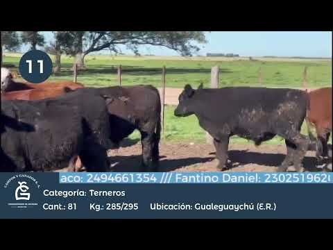 Lote Novillitos - Gualeguaychu E Rios