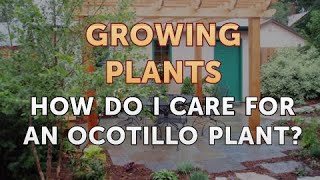 How Do I Care for an Ocotillo Plant?