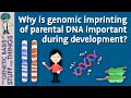 Genomic imprinting: It takes two to make a thing go right
