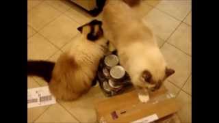 Ragdoll Cats Receive Lotus Canned Pate Cat Food - ねこ - ラグドール - Floppycats