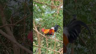 Download lagu gà rừng giải nhất cực xong.qaib qus zoo raug khav tiag tiag/Hlau youtube mp3 Download lagu gà rừng giải nhất cực xong.qaib qus zoo raug khav tiag tiag/Hlau youtube mp3