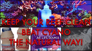 Beat Cyano Bacteria Algae and Make Your Water Crystal Clear the Natural Way!