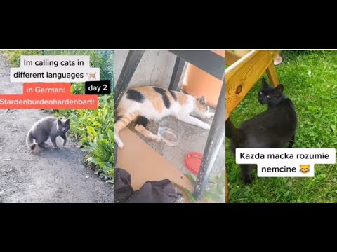 YouTube video about: How do you say cat in german?