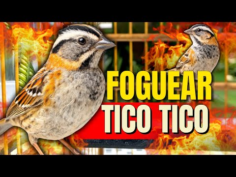 O CANTO DO TICO TICO SELVAGEM PARA ENSINAR E TREINAR FILHOTES