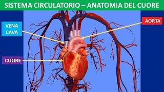 Sistema circolatorio anatomia del cuore