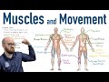 Muscles and Movement | Antagonist Pairs of Muscles