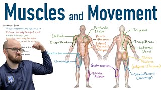 Muscles and Movement | Antagonist Pairs of Muscles