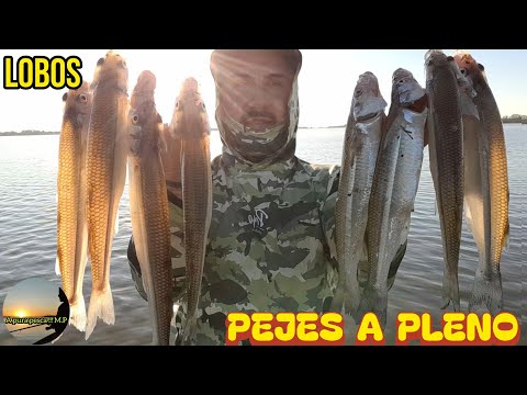 Muchos pejes en lobos#laguna llena de pejerrey 