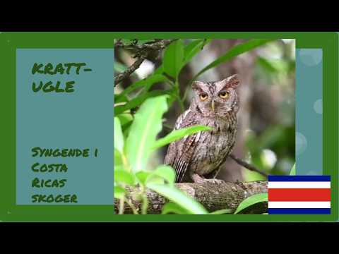 Krattugle / Megascops cooperi