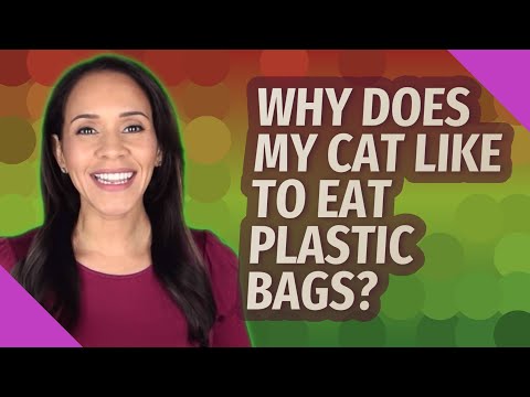 Why does my cat like to eat plastic bags?