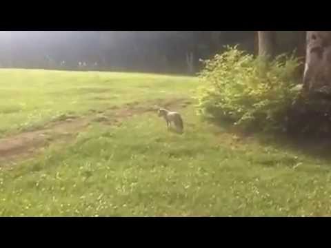 Capracotta - La volpe di Prato Gentile