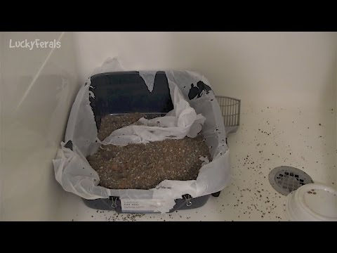 Feral Cats Hate Litter Box Liners - Litter Box Liners Don't Work