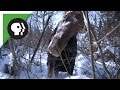 Brain Parasite Turns Moose Into Zombie